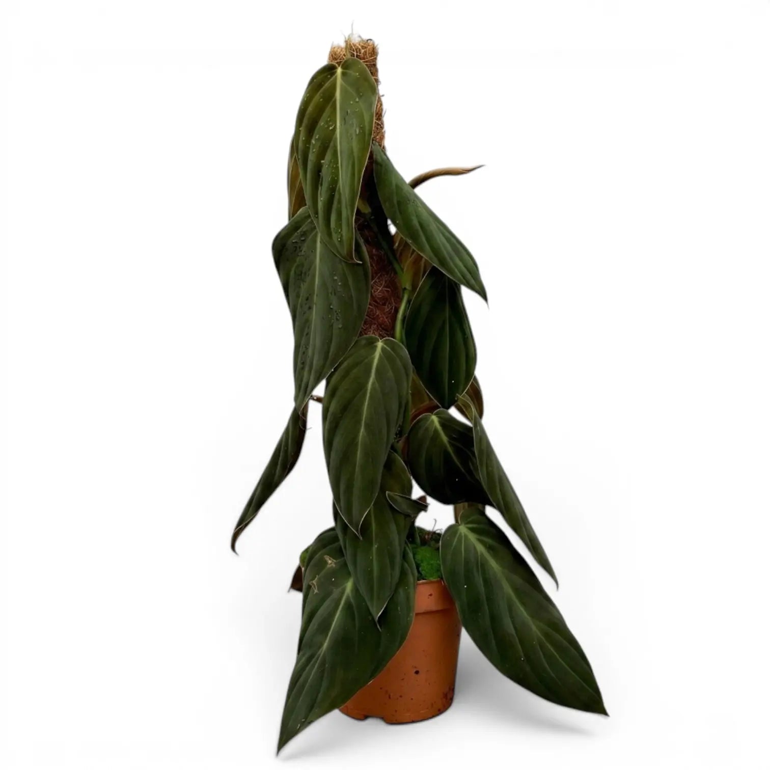 Große Pflanze von Philodendron gigas.