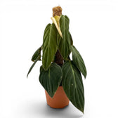 Große Pflanze von Philodendron gigas.