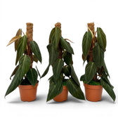 Drei große Pflanzen von Philodendron gigas.