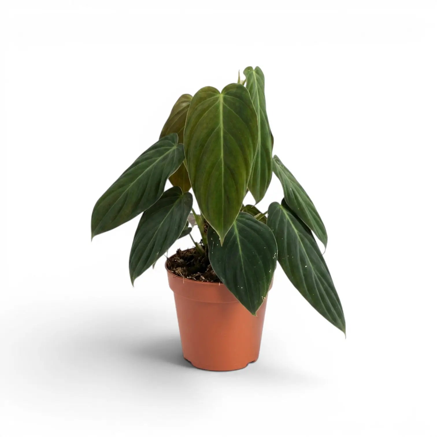 Philodendron gigas im Kulturtopf.