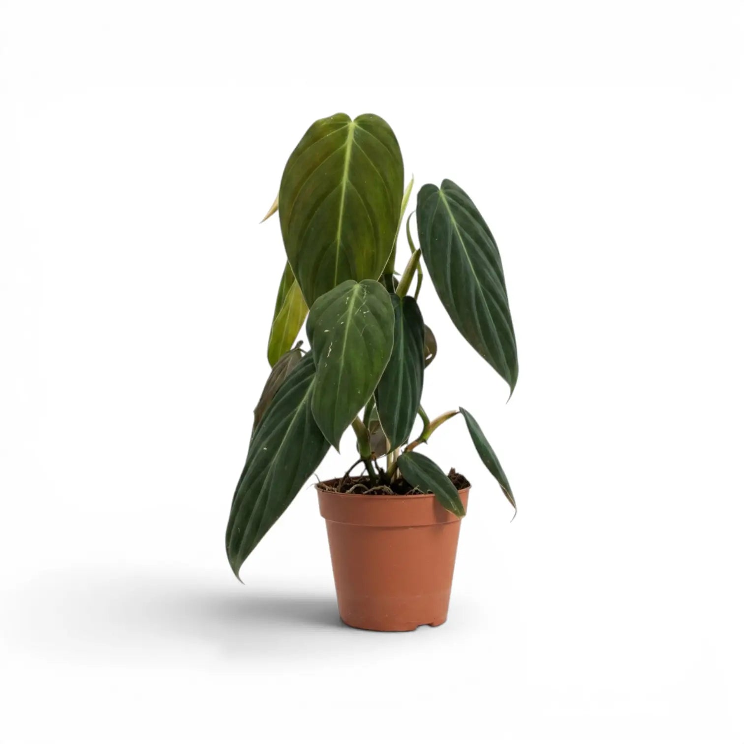 Philodendron gigas im Kulturtopf.