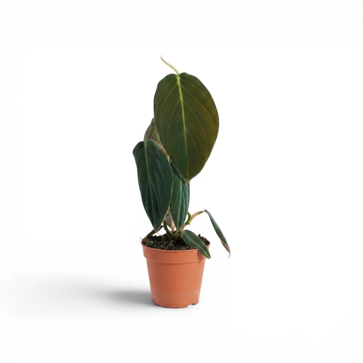 Philodendron gigas im Kulturtopf.
