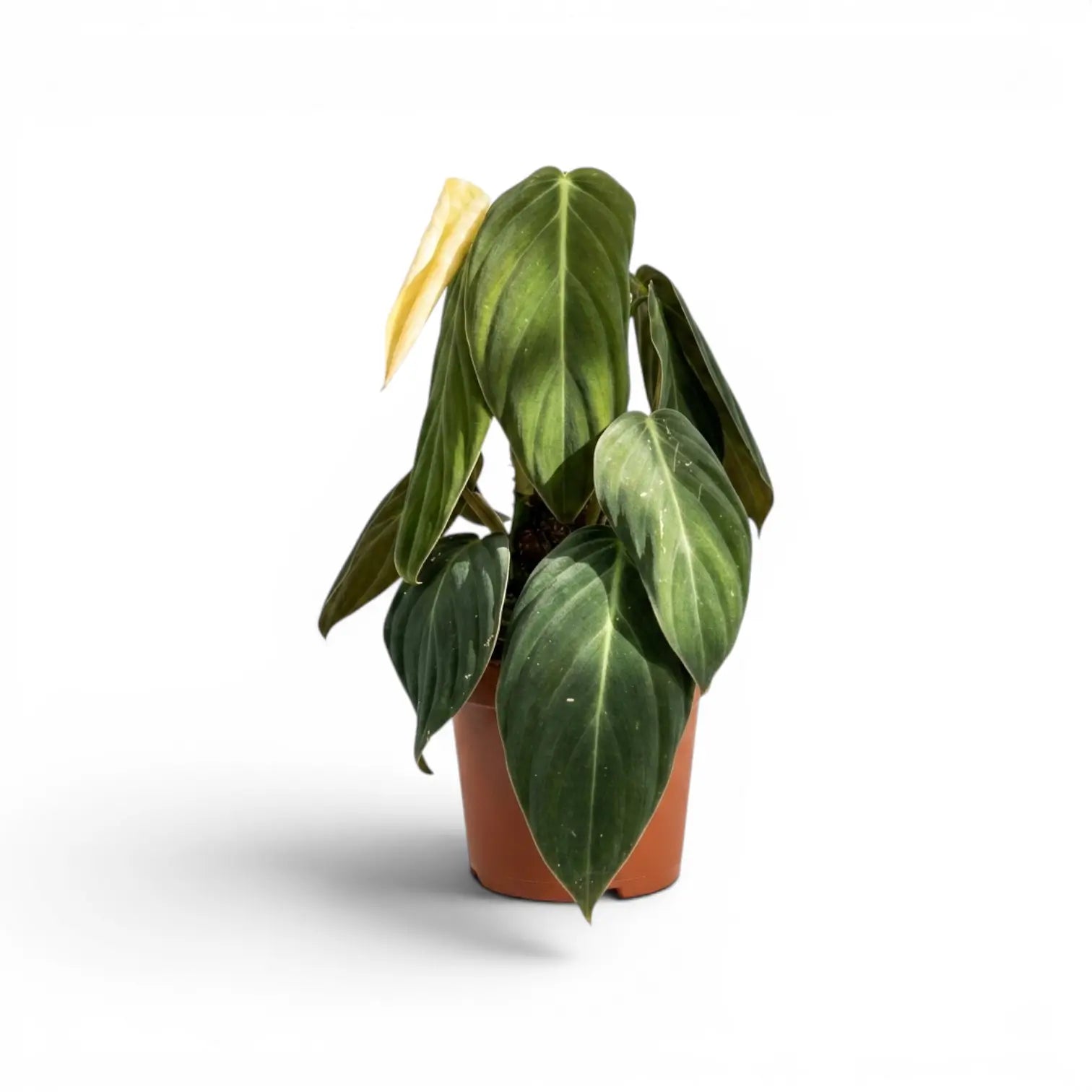 Philodendron gigas im Kulturtopf.