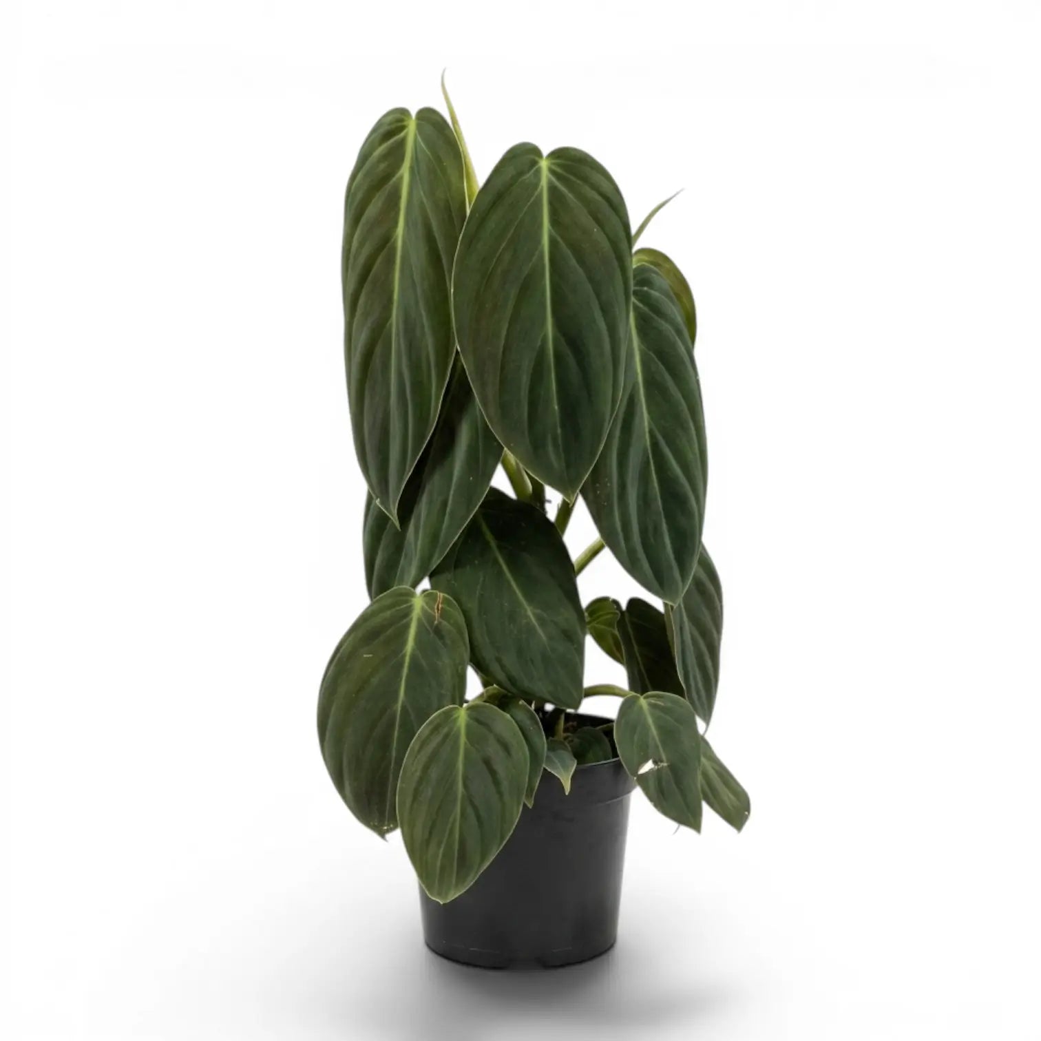 Philodendron gigas im Kulturtopf.