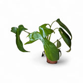 Philodendron 'Glad hands' (quercifolium) potted plant in nursery pot on white background.