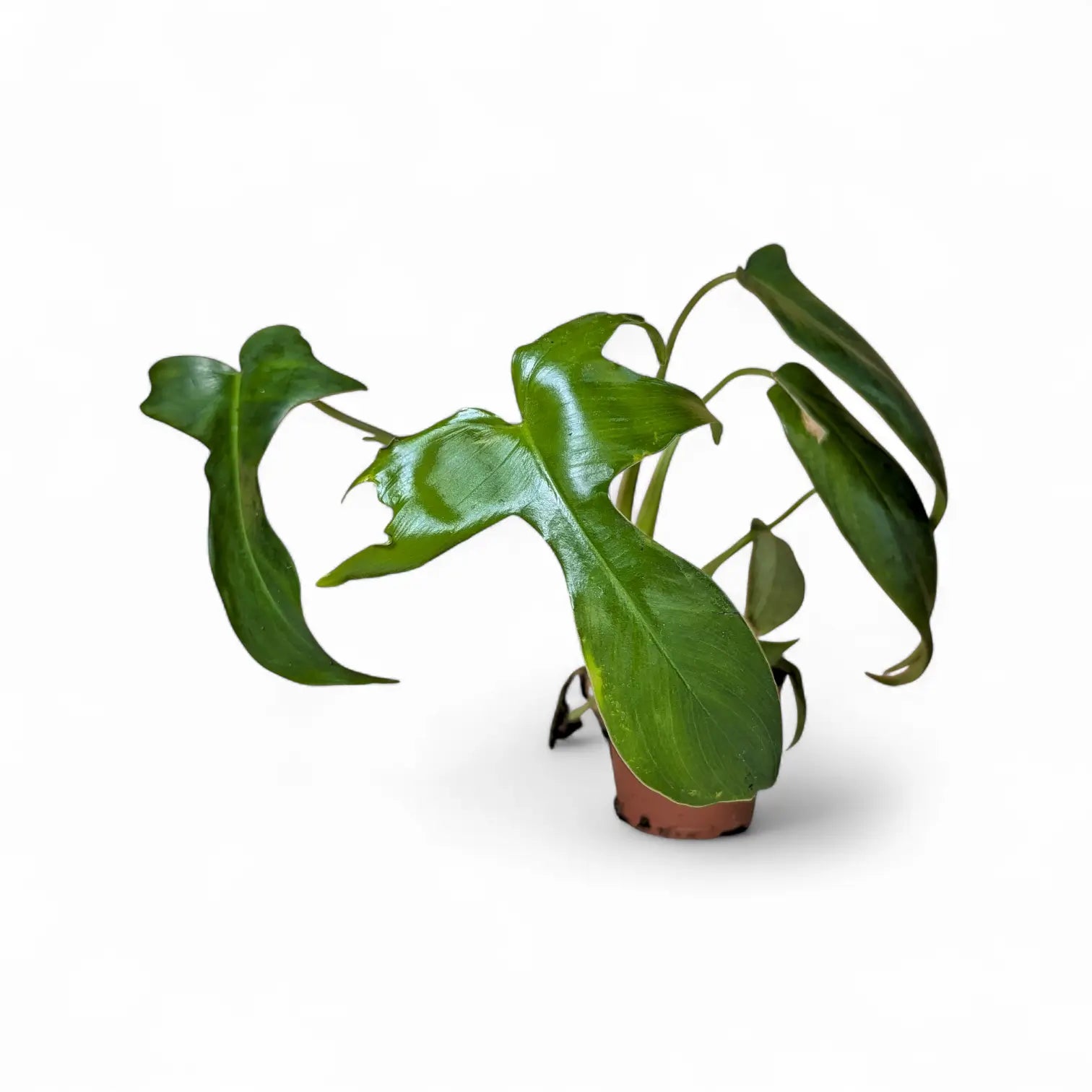 Philodendron 'Glad hands' (quercifolium) potted plant in nursery pot on white background.