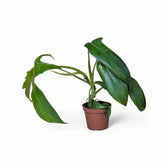 Philodendron 'Glad hands' (quercifolium) potted plant in nursery pot on white background.