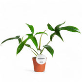 Philodendron 'Glad hands' (quercifolium) potted plant in nursery pot on white background.