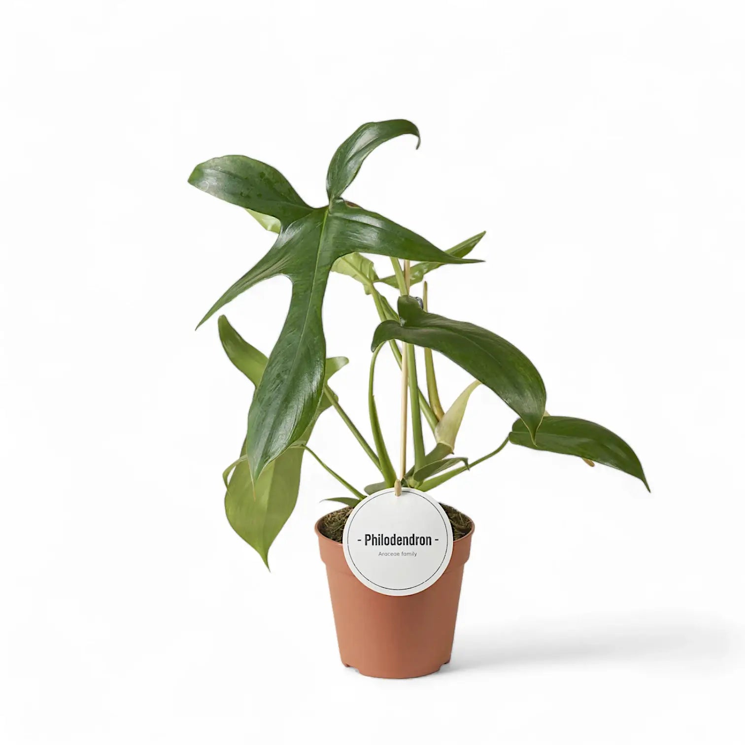Philodendron 'Glad hands' (quercifolium) potted plant in nursery pot on white background.