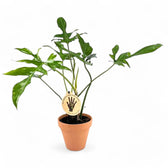 Philodendron 'Glad hands' (quercifolium) potted plant in nursery pot on white background.