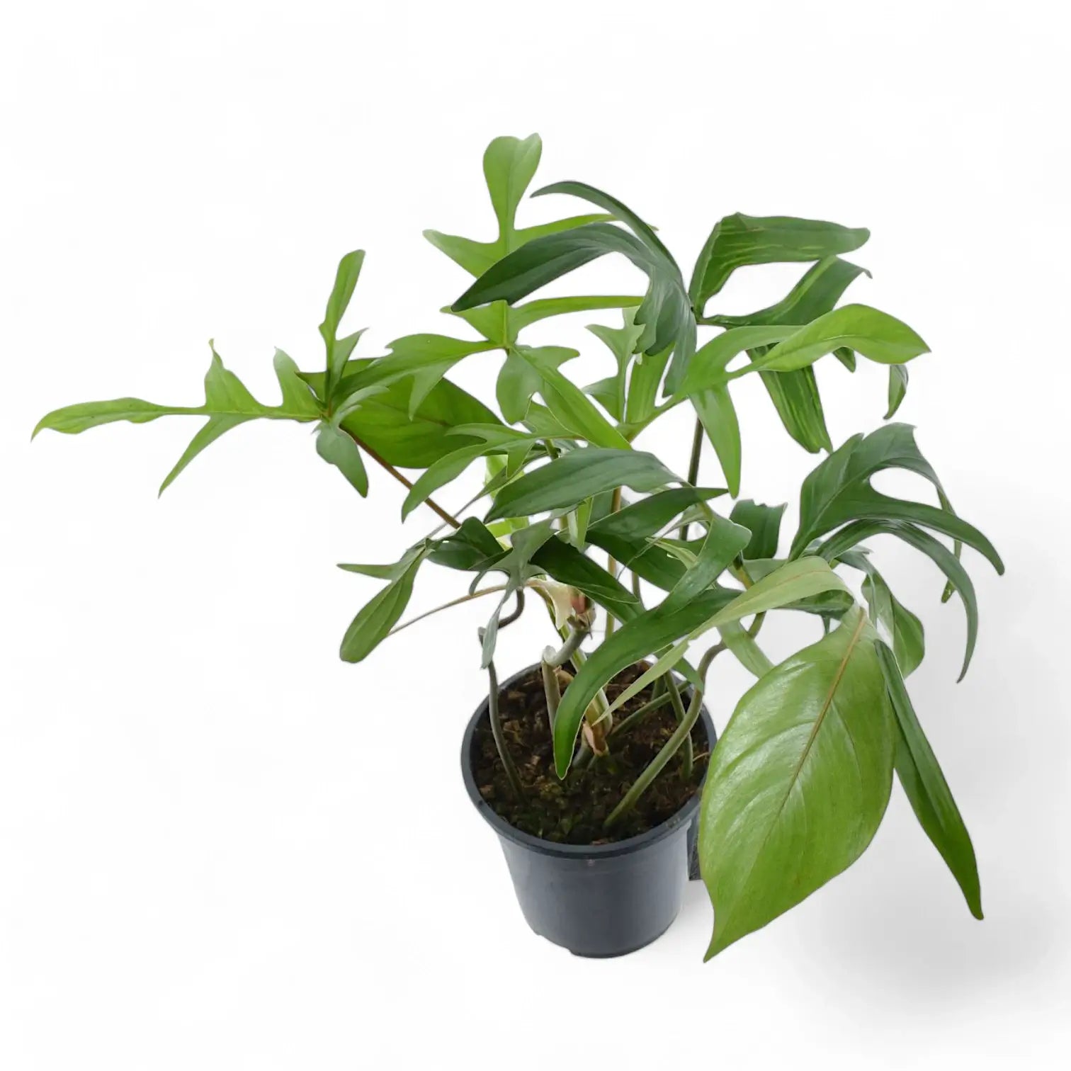 Philodendron 'Glad hands' (quercifolium) potted plant in nursery pot on white background.