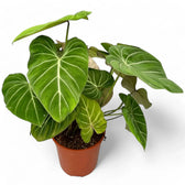 Philodendron gloriosum – Topfpflanze im Kulturtopf vor weißem Hintergrund, Produktfoto 2.