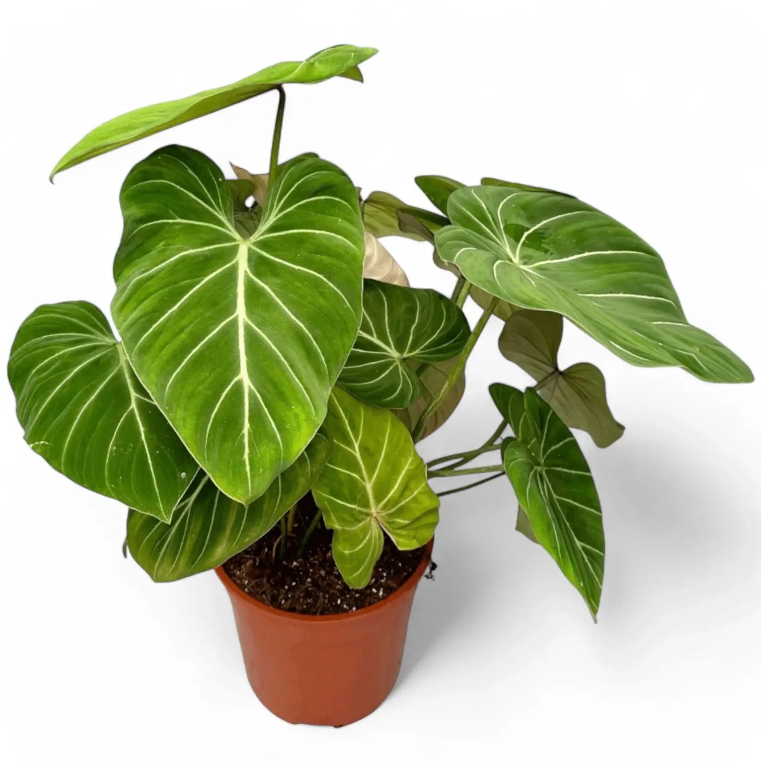 Philodendron gloriosum – Topfpflanze im Kulturtopf vor weißem Hintergrund, Produktfoto 2.