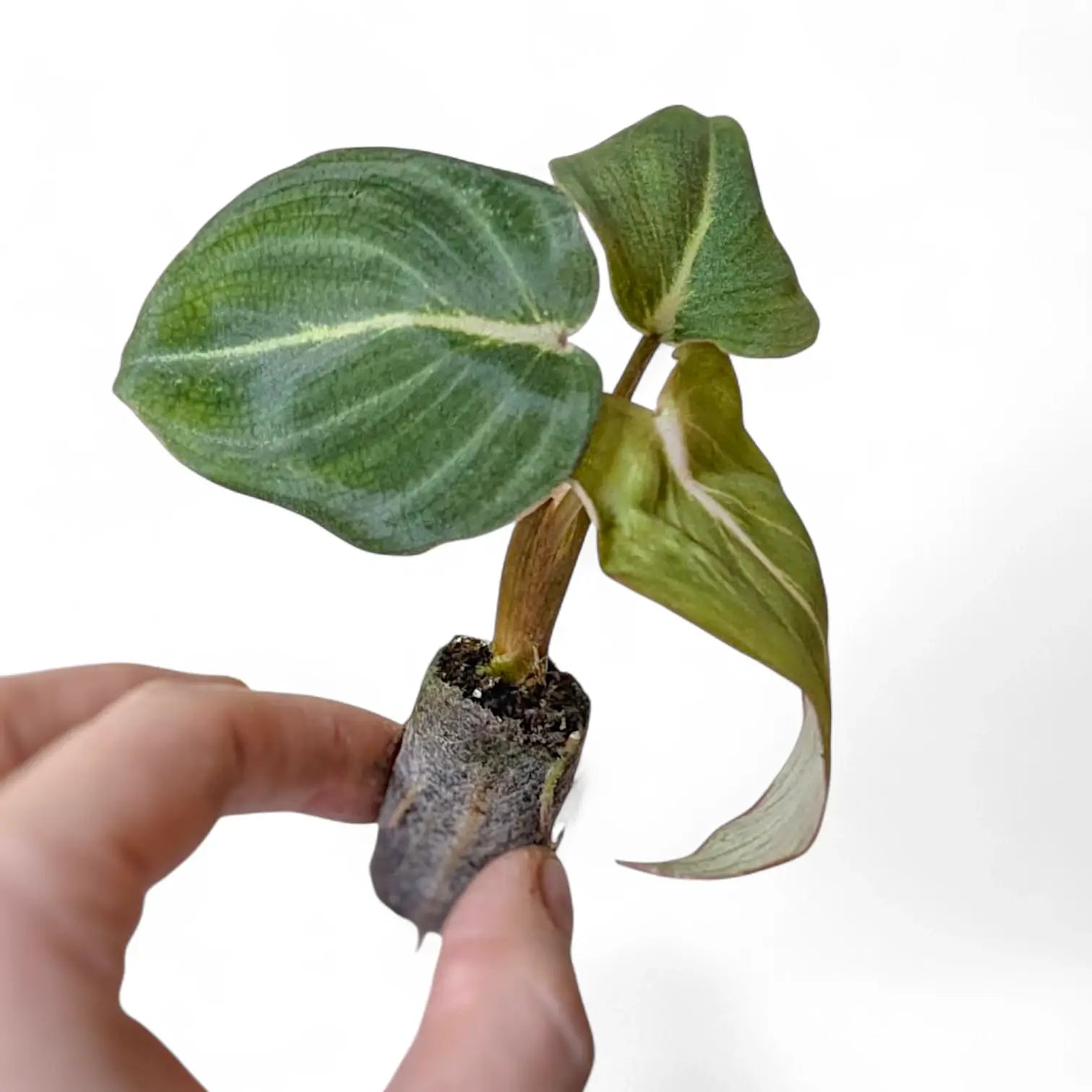 Philodendron gloriosum – Topfpflanze im Kulturtopf vor weißem Hintergrund, Produktfoto 4.