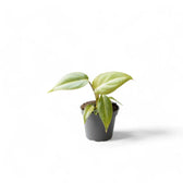 Philodendron gloriosum – Topfpflanze im Kulturtopf vor weißem Hintergrund, Produktfoto 7.