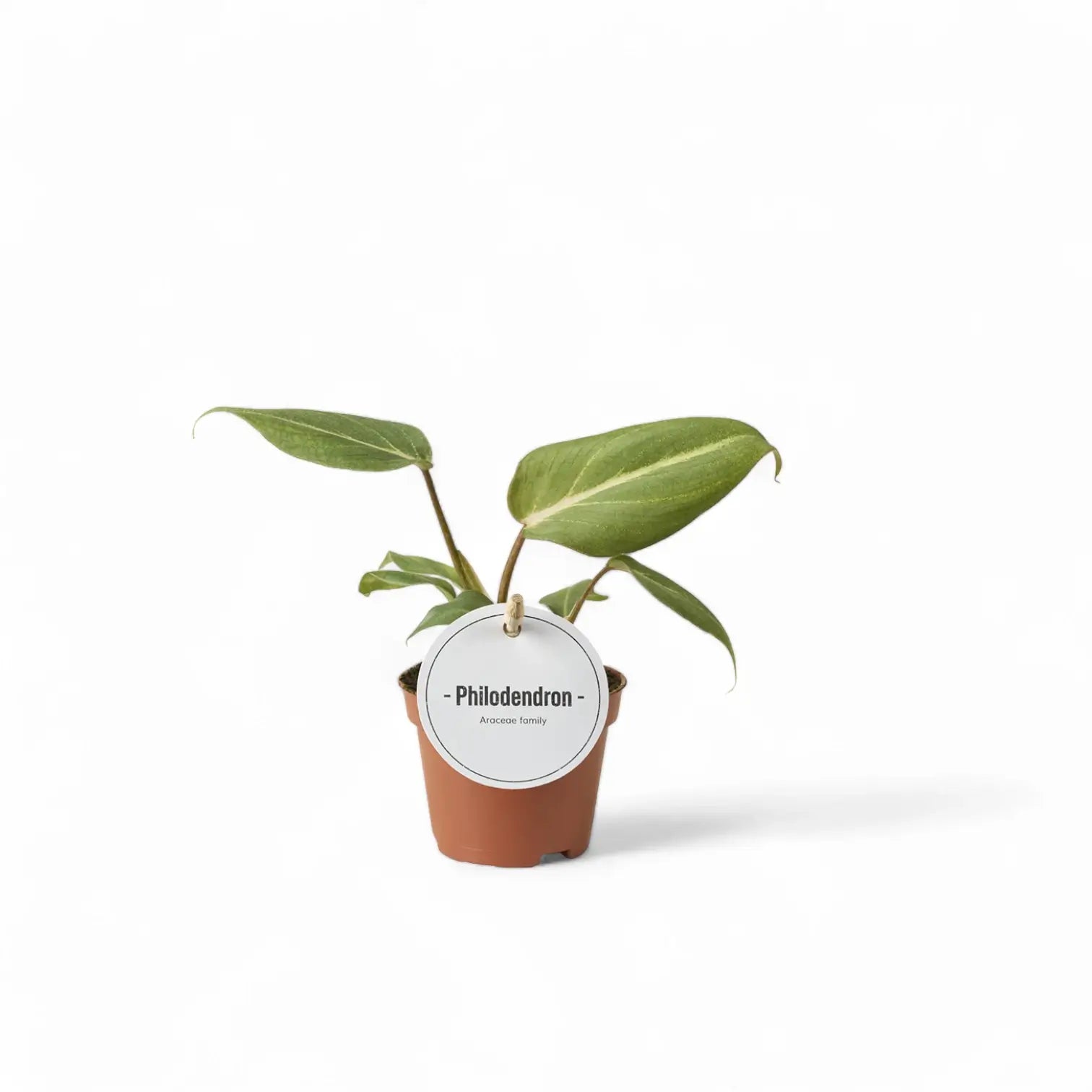 Philodendron gloriosum – Topfpflanze im Kulturtopf vor weißem Hintergrund, Produktfoto 8.