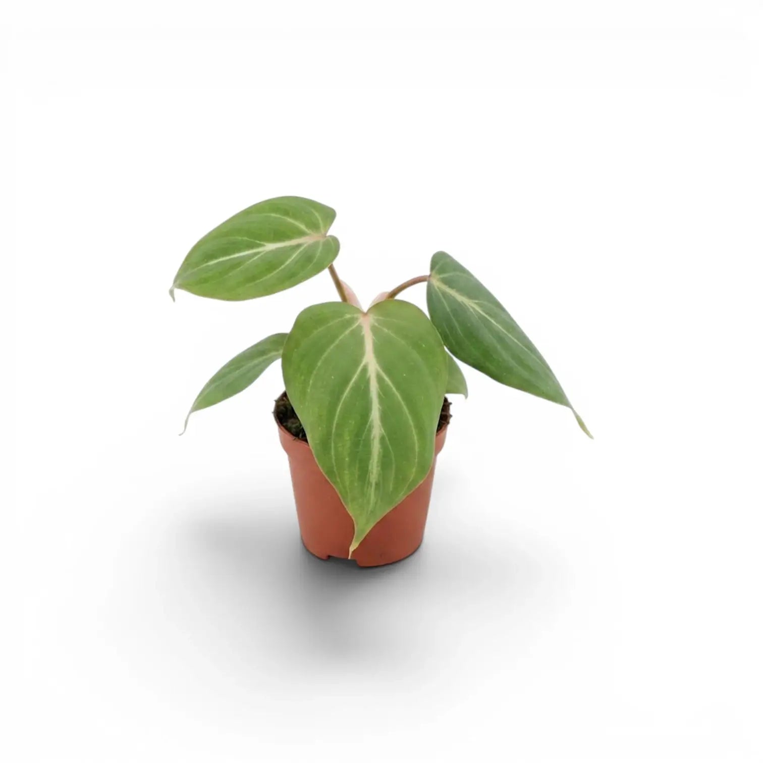 Philodendron gloriosum baby plant in a nursery pot.