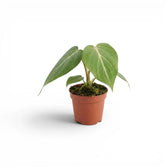 Philodendron gloriosum baby plant in a nursery pot.