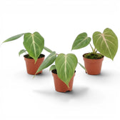 Philodendron gloriosum baby plant in a nursery pot.