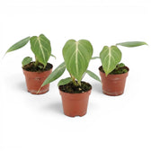 Philodendron gloriosum baby plant in a nursery pot.