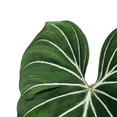 Philodendron gloriosum dark form leaf detail on white background.