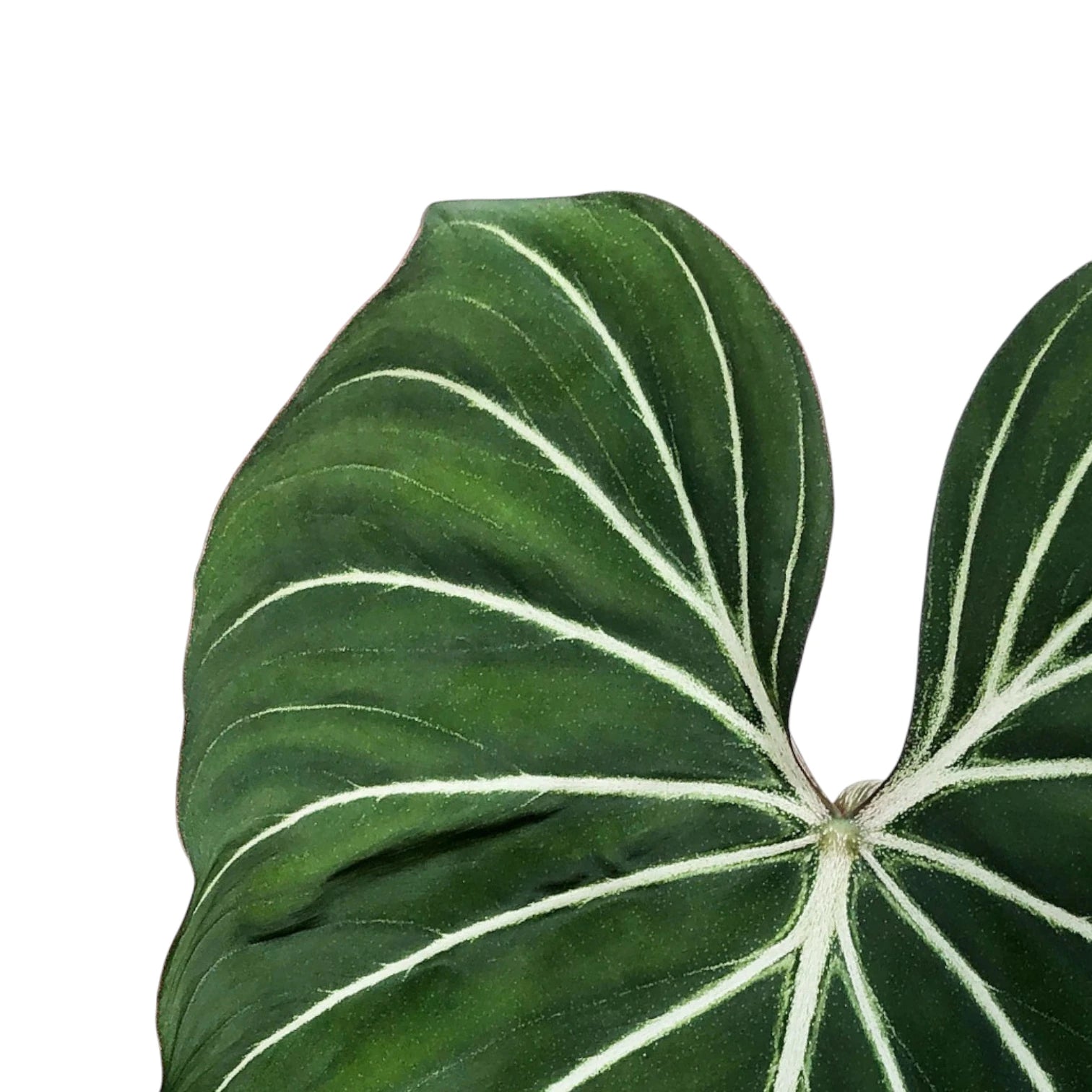 Philodendron gloriosum dark form leaf detail on white background.