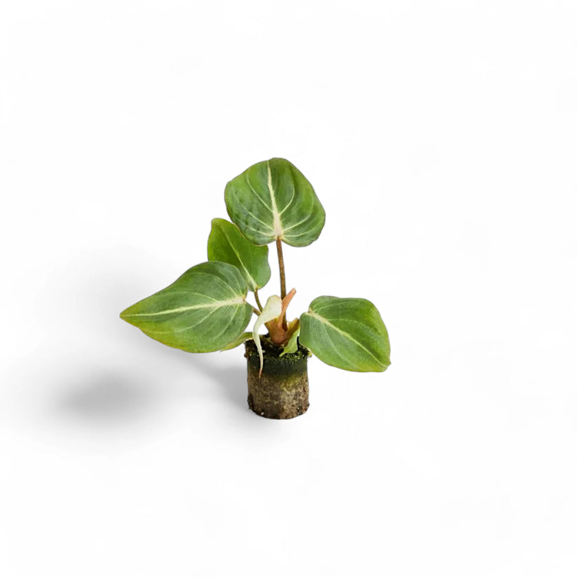 Philodendron gloriosum dark form potted plant in nursery pot on white background.