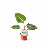 Philodendron gloriosum dark form potted plant in nursery pot on white background.
