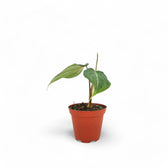Philodendron gloriosum dark form potted plant in nursery pot on white background.
