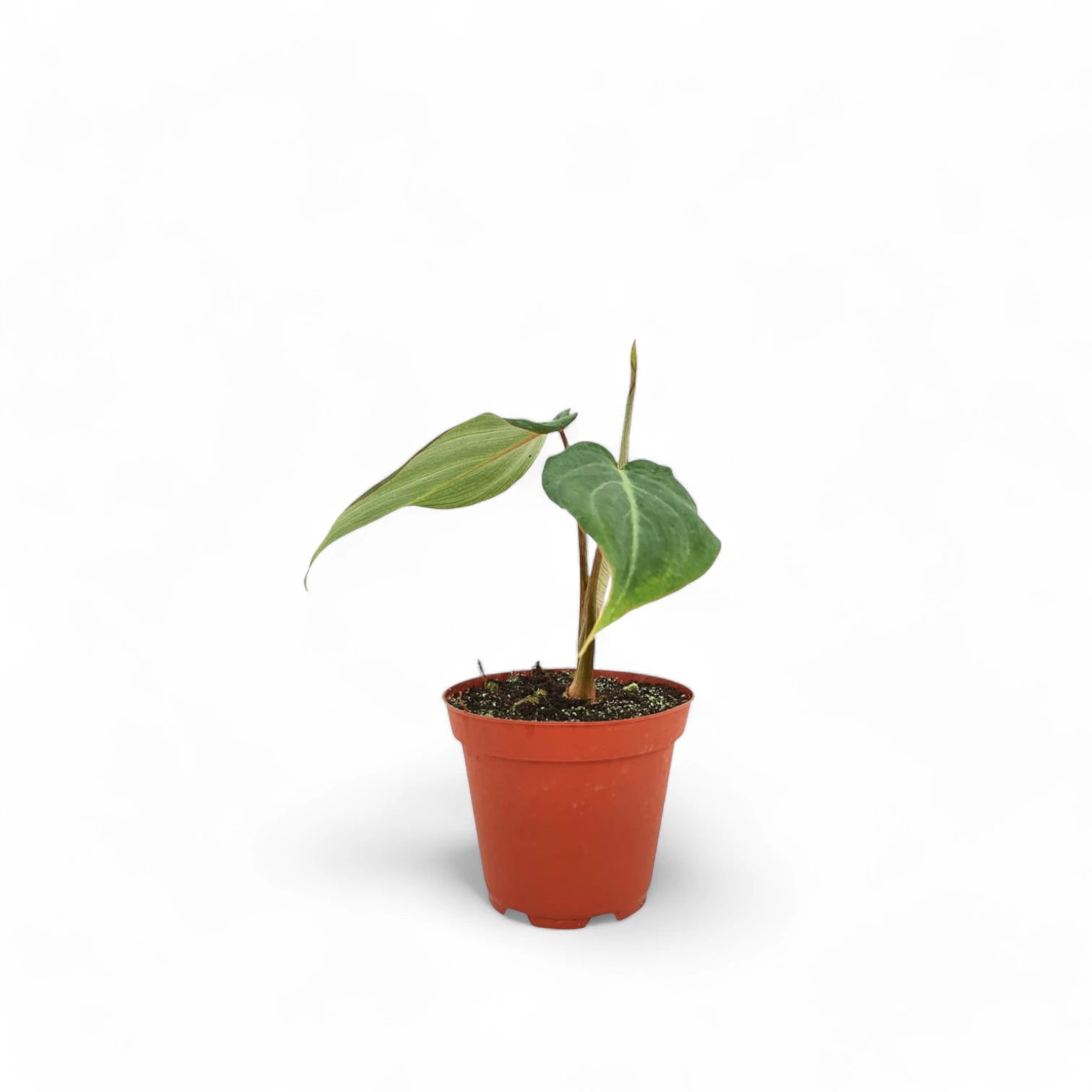 Philodendron gloriosum dark form potted plant in nursery pot on white background.