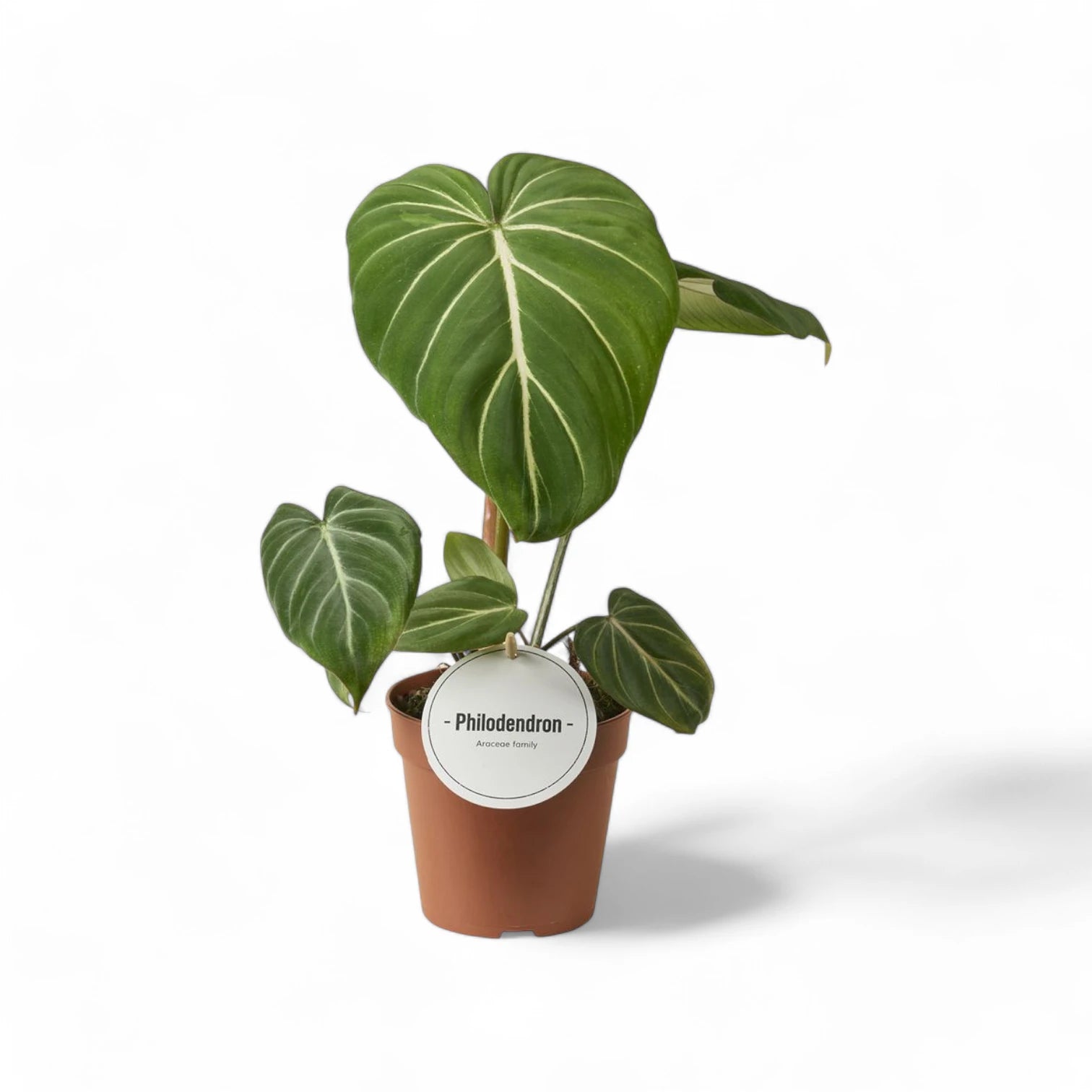 Philodendron gloriosum Dark – Deep-Toned Creeping Gloriosum