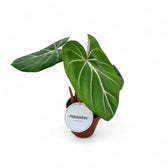 Philodendron gloriosum dark form potted plant in nursery pot on white background.