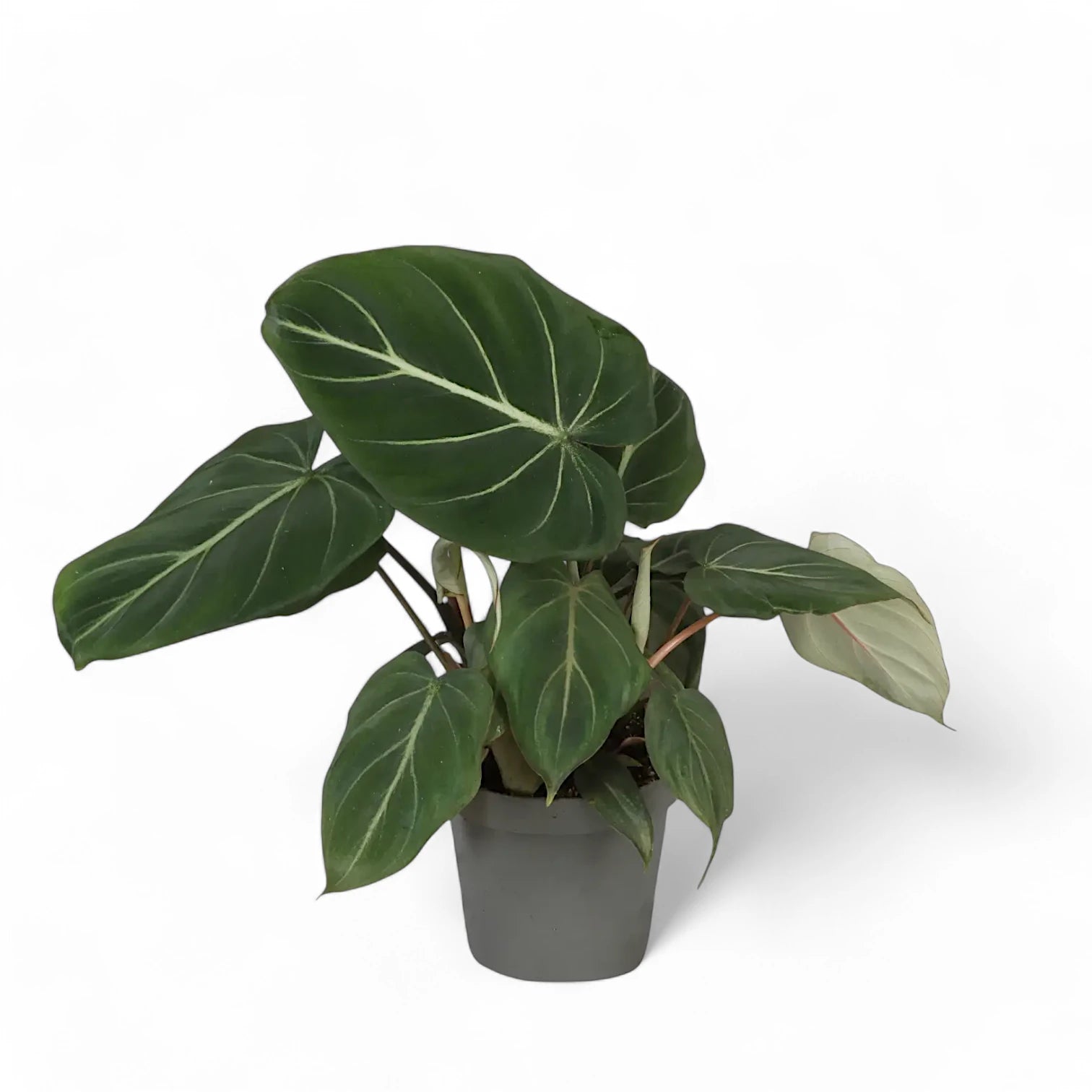 Philodendron gloriosum dark form potted plant in nursery pot on white background.