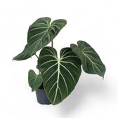 Philodendron gloriosum dark form potted plant in nursery pot on white background.