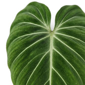Close-up of Philodendron gloriosum leaves.