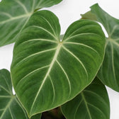 Close-up of Philodendron gloriosum leaves.