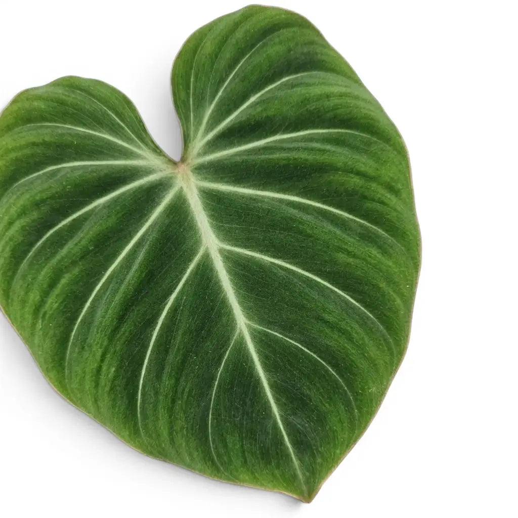 Close-up of Philodendron gloriosum leaves.