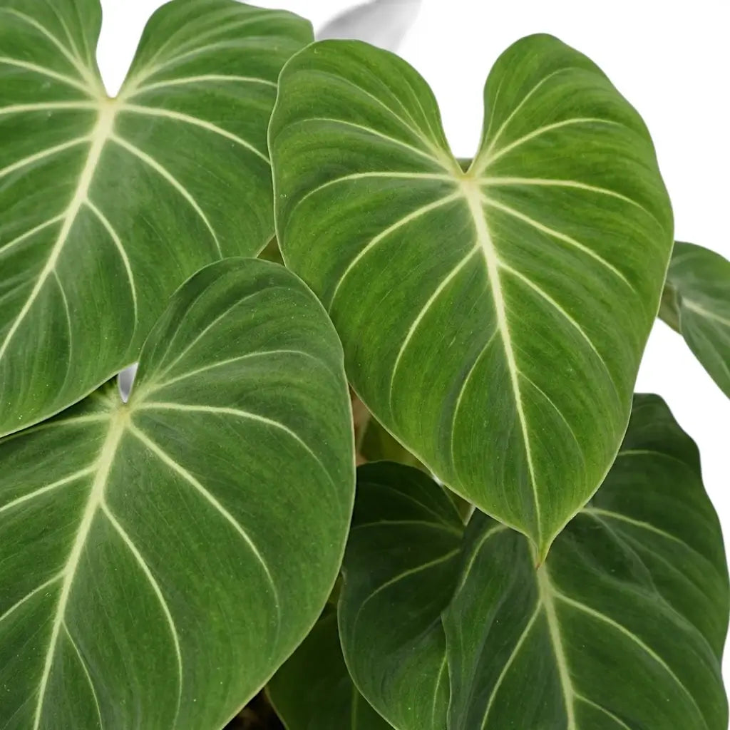 Close-up of Philodendron gloriosum leaves.