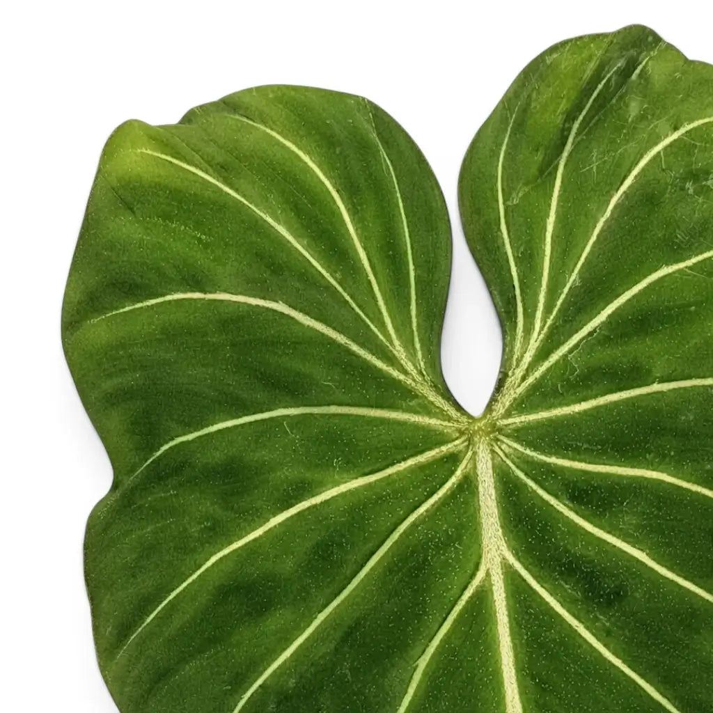 Close-up of Philodendron gloriosum leaves.