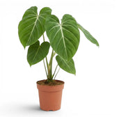 Philodendron gloriosum plant in a nursery pot.
