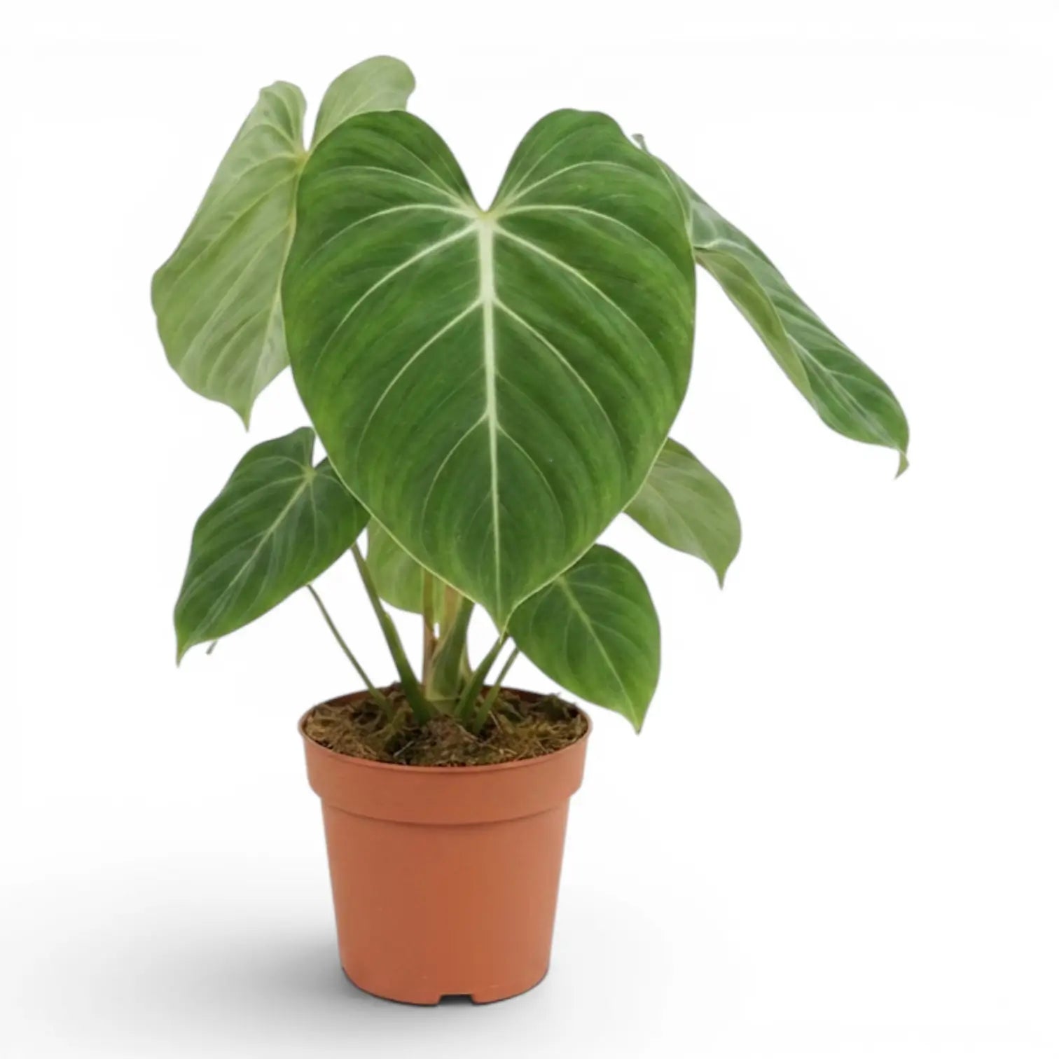 Philodendron gloriosum plant in a nursery pot.