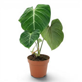 Philodendron gloriosum plant in a nursery pot.