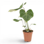 Philodendron gloriosum plant in a nursery pot.