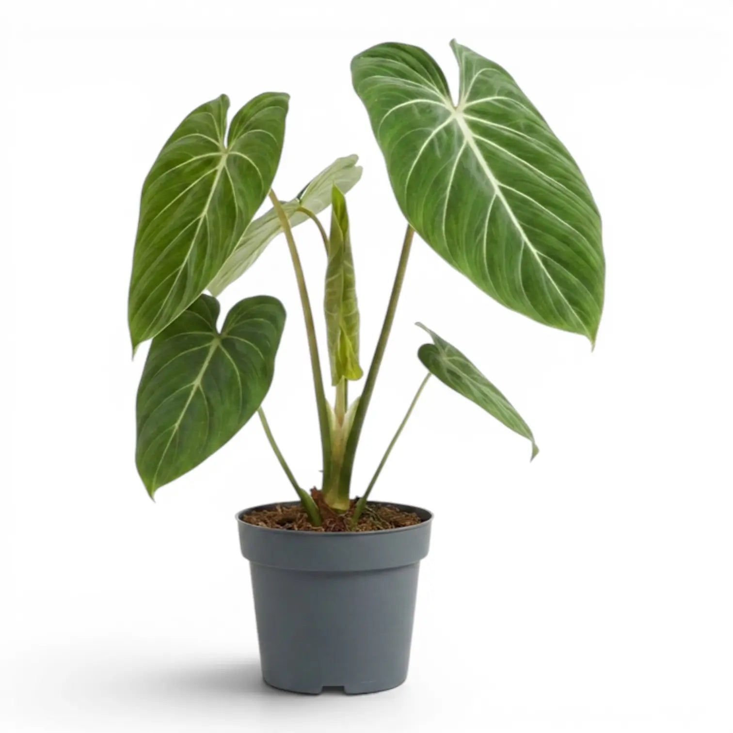 Philodendron gloriosum plant in a nursery pot.