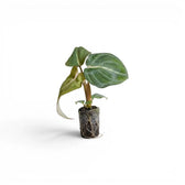 Philodendron gloriosum Plug (Starter Plant).