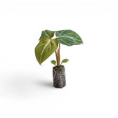 Philodendron gloriosum Plug (Starter Plant).