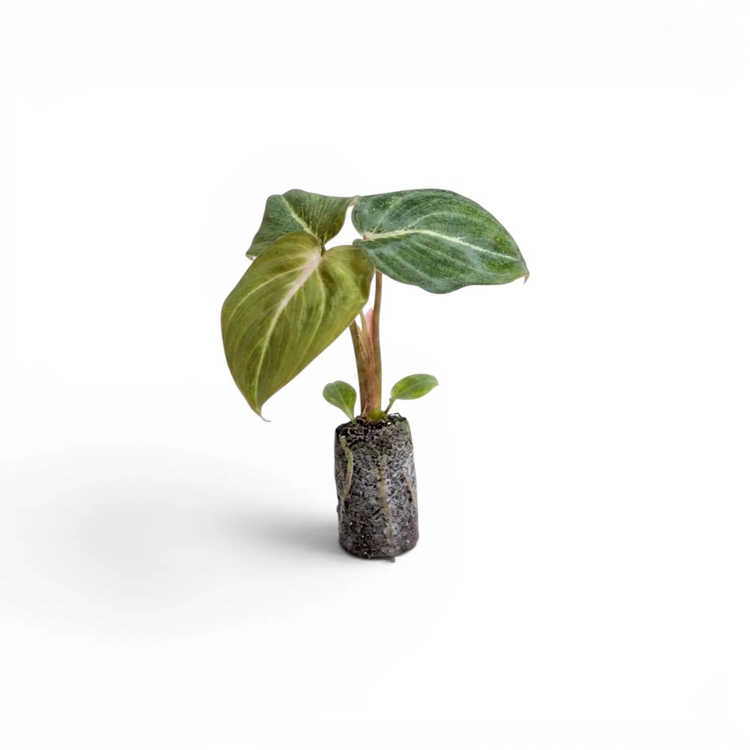 Philodendron gloriosum Plug (Starter Plant).