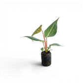 Philodendron gloriosum Plug (Starter Plant).