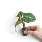 Philodendron gloriosum Plug (Starter Plant).