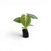 Philodendron gloriosum Plug (Starter Plant).